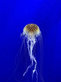 Jellyfish swimming in sea