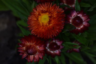 Close-up of flower