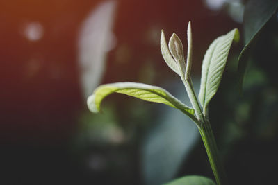 Close-up of plant leaves