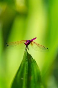 Close-up of insect on leaf