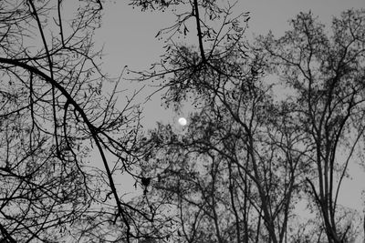 Low angle view of bare trees against sky at sunset