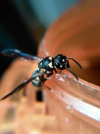 Close-up of insect