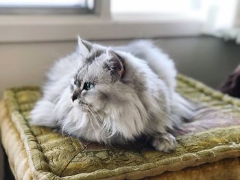 White cat resting at home