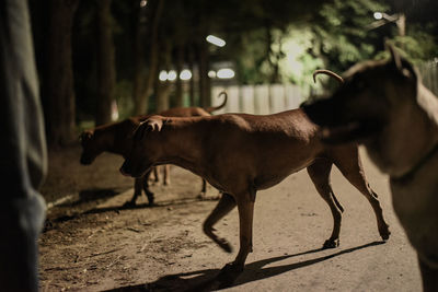 Horses in the ground