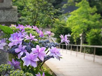 Close-up of pink flowering plant