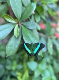 Butterfly on plant