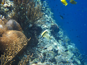 Fish swimming in sea