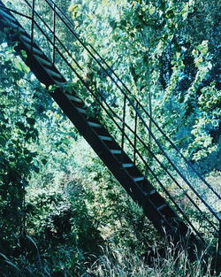 Low angle view of trees