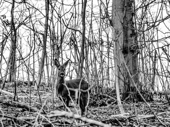 Bare trees in forest