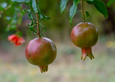 fruit