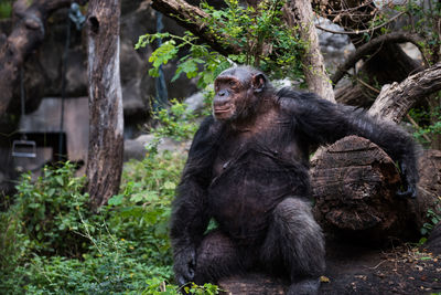 Old big smiling chimpanzee at the zoo in bangkok, thailand.