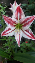 Close-up of pink lily