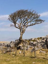 Dead tree on field against sky