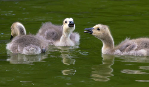 Swans swimming in lake