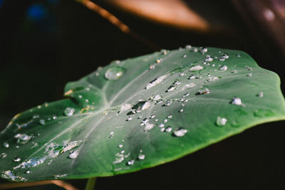 Close-up of raindrops on leaves