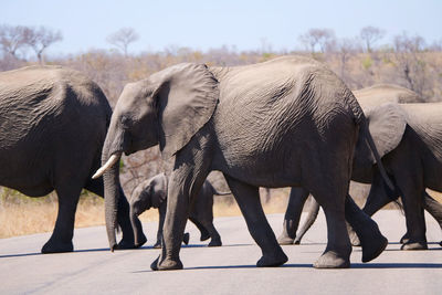 Elephant walking in a row