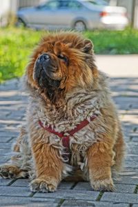 Close-up portrait of dog on road