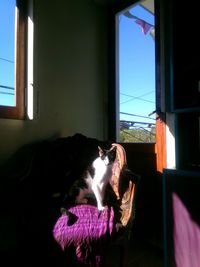 Dog relaxing on bed at home