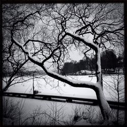 Bare trees against sky