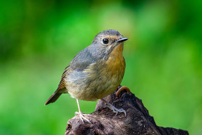 Close-up of bird perching on branch