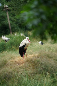 Bird perching on a field