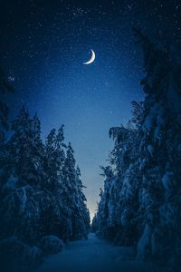 Scenic view of trees against sky at night during winter