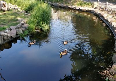 High angle view of ducks swimming in lake