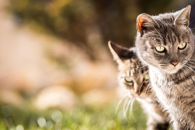 Two cats close-up.  