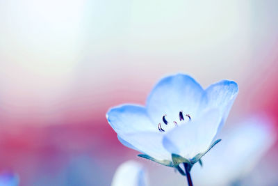 Close-up of flower against the sky