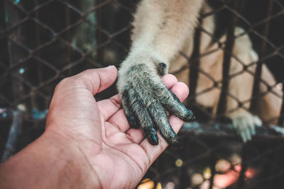 Close-up of monkey holding hand of man at zoo