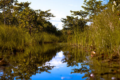 Reflection of trees in lake against sky