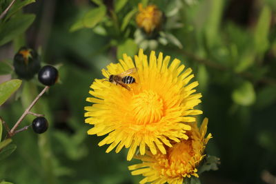 Close-up of bee pollinating on yellow flower