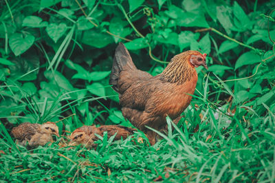 Close-up of a bird on land