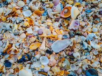 Full frame shot of shells on sea shore