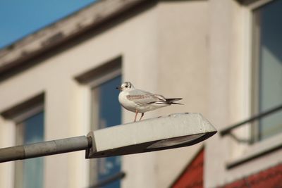 Bird perching on a building