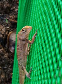 Close-up of a lizard