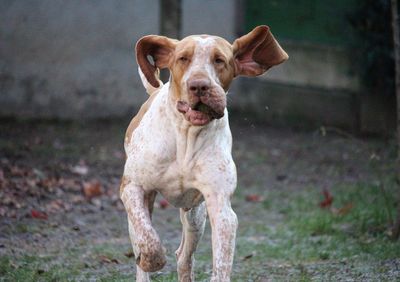 Portrait of dog standing on land