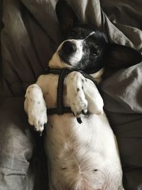 Close-up of dog relaxing on bed