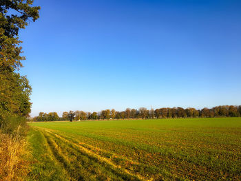 Scenic view of agricultural field against clear blue sky