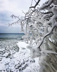 Close-up of frozen tree by sea against sky