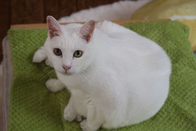 Close-up portrait of white cat