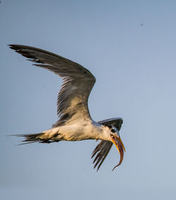 Low angle view of eagle flying in sky