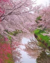 Pink flowers on tree branches over river