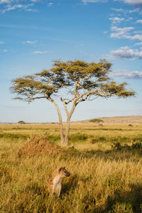 Bare tree on field against sky