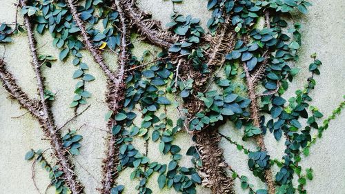 Close-up of plant growing on a tree