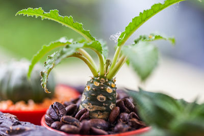 Close-up of fresh green plant