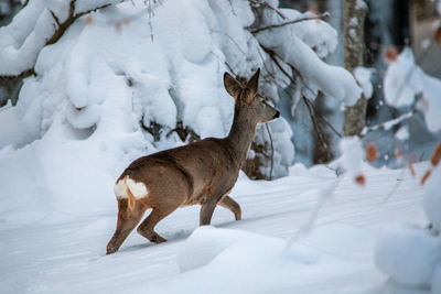 View of roe deer on snow covered forest in the wilderness 