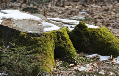 Close-up of plants growing on rock