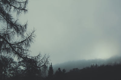 Low angle view of silhouette trees against clear sky