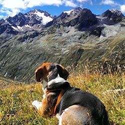 Dog sitting on mountain against sky